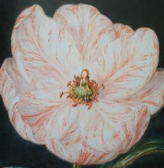 °❀⋆.ೃ࿔*:･